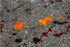 Scarlet & gold star coral © Keith Hiscock